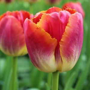 Тюльпан Майами Сансет (Miami Sunset), 10 шт (разбор 12/14) - картинка 4