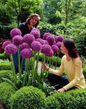 Аллиум Гладиатор (Allium Gladiator), 1 шт (разбор 20/22) - картинка 4