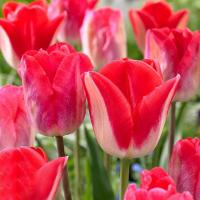 Тюльпан Липглосс (Lipgloss), 10 шт (разбор 11/12)