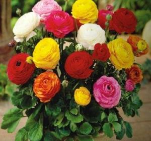 Ранункулюс смесь (Ranunculus mixed), 5 шт (разбор 7/8) - картинка 1