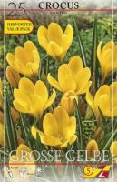 Крокус Геел (Geel=Yellow Mammouth), 25 шт