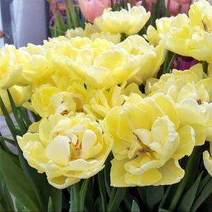 Тюльпан Авант Гард (Avant Garde), 10 шт (разбор 11/12) - картинка 1