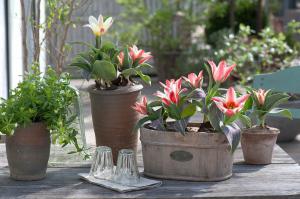 Тюльпан Царь Петр (Czaar Peter), 10 шт (разбор 11/12) - картинка 3