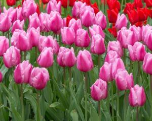 Тюльпан Санкт Петербург (Saint Petersburg), 10 шт (разбор 12/14) - картинка 1