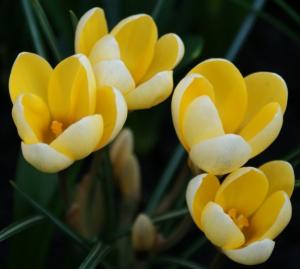 Крокус Романс (Romance), 25 шт (разбор 5/7) - картинка 2