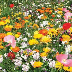 Мавританский газон Солнечная лужайка - картинка 1