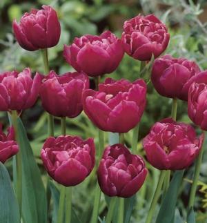 Тюльпан Маргарита (Margarita), 5 шт (разбор 11/12) - картинка 3