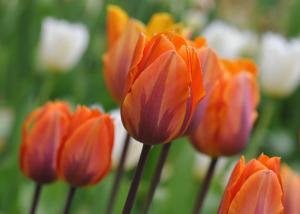 Тюльпан Принцесса Ирен (Prinzessin Irene), 10 шт (разбор 11/12) - картинка 2