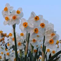 Нарцисс Гераниум (Geranium), 5 шт (разбор 12/14)