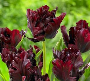 Тюльпан Блек Пэррот (Black Parrot), 10 шт (разбор 12/14) - картинка 4