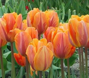 Тюльпан Принцесса Ирен (Prinzessin Irene), 10 шт (разбор 11/12) - картинка 4