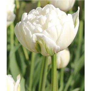 Тюльпан Норс Кэп (North Cap), 10 шт (разбор 11/12) - картинка 2