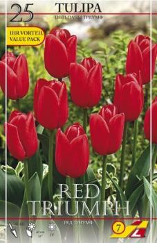 Тюльпан Ред Триумф (Red Triumph), 25 шт - картинка 4