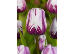 Тюльпан Рембрандт Чойз смесь (Rembrandt's Choice), 15 шт - картинка 1