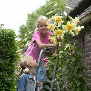 Лилия ОТ-гибрид Ханимун (Honeymoon), 3 шт (разбор 16/18!) - картинка 4