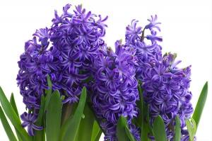 Гиацинт Минос (Minos), 5 шт - картинка 1