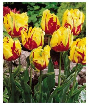 Тюльпан Флэйминг Пэррот (Flaming Parrot), 10 шт (разбор 11/12) - картинка 2