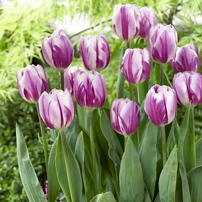 Тюльпан Флейминг Флаг (Flaming Flag), 10 шт (разбор 11/12) - картинка 1