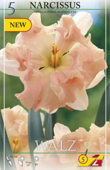 Нарцисс Вальц (Walz), 5 шт (разбор 12/14) - картинка 3