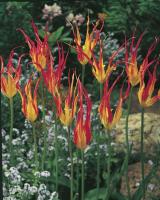 Тюльпан Корнута = Акумината (acuminata syn. Tulipa Cornuta), 5 шт