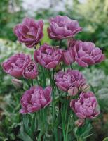 Тюльпан Лайлак Перфекшн (Lilac Perfection), 10 шт (разбор 12/14)