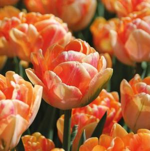 Тюльпан Фокси Фокстрот (Foxy Foxtrot), 10 шт (разбор 11/12) - картинка 1