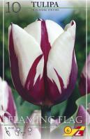 Тюльпан Флейминг Флаг (Flaming Flag), 10 шт (разбор 11/12)