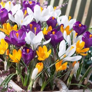 Крокус крупноцветковый смесь (Crocus vernus Mixed), 10 шт (разбор 9/10) - картинка 1