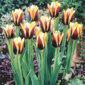 Тюльпан Гавота (Gavota), 10 шт (разбор 12/14) - картинка 2