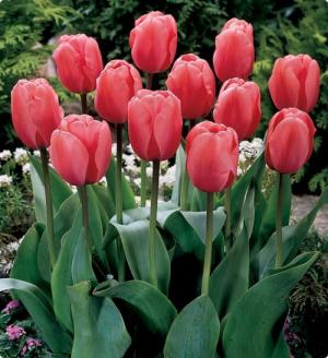 Тюльпан Пинк Импрешн (Pink Impression), 5 шт (разбор 11/12) - картинка 3