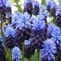 Мускари Латифолиум (Muscari latifolium), 20 шт (разбор 7/8)