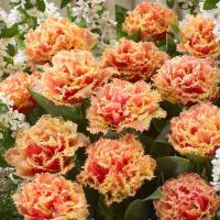 Тюльпан Брисбен (Brisbane), 10 шт (разбор 12/14)