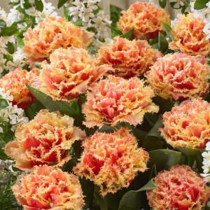 Тюльпан Брисбен (Brisbane), 10 шт (разбор 12/14) - картинка 1