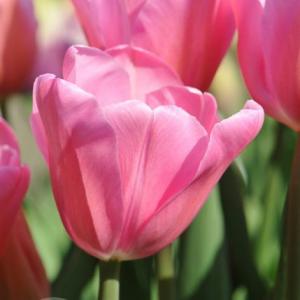 Тюльпан Мистресс (Mistress), 5 шт (разбор 11/12) - картинка 3