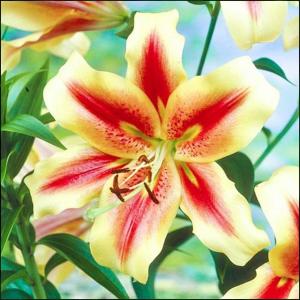 Лилия ОТ-гибрид Олимпик Флейм = Олимпик Тотч (Olympic Flame = Olympic torch), 3 шт (разбор 16/18!) - картинка 5