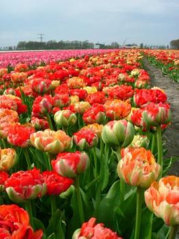 Тюльпан Гудошник Дабл (Gudoshnik Double), 10 шт (разбор 12/14) - картинка 4