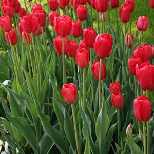 Тюльпан Ред Триумф (Red Triumph), 25 шт - картинка 1