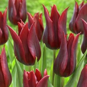 Тюльпан Ластинг Лав (Lasting Love), 10 шт (разбор 12/14) - картинка 3