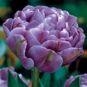 Тюльпан Лайлак Перфекшн (Lilac Perfection), 10 шт (разбор 12/14) - картинка 2