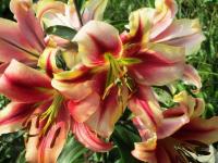 Лилия ОТ-гибрид Олимпик Флейм = Олимпик Тотч (Olympic Flame = Olympic torch), 3 шт (разбор 16/18!)