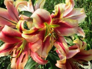 Лилия ОТ-гибрид Олимпик Флейм = Олимпик Тотч (Olympic Flame = Olympic torch), 3 шт (разбор 16/18!) - картинка 3