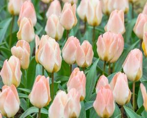 Тюльпан Литтл Гел (Little Girl), 10 шт (разбор 11/12) - картинка 2