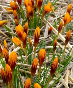 Крокус Оливьери Оранж Монарх (olivieri Orange Monarch), 15 шт (разбор 5/7) - картинка 2