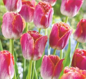 Тюльпан Майами Сансет (Miami Sunset), 10 шт (разбор 12/14) - картинка 5