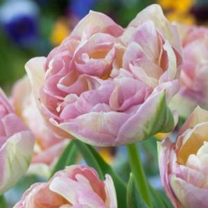 Тюльпан Свит Дезаэ (Sweet Desire), 10 шт (разбор 12/14) - картинка 2