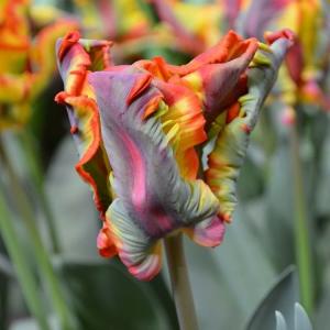 Тюльпан Раста Пэррот (Rasta Parrot), 10 шт (разбор 12/14) - картинка 3