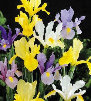 Ирис голландский смесь (Iris hollandica), 20 шт (разбор 8/9) - картинка 4