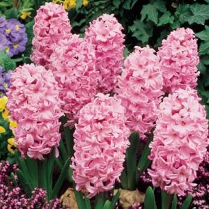 Гиацинт Фондант (Hyacinthus Fondant), 3 шт - картинка 2