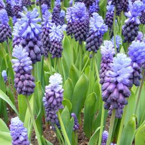 Мускари Латифолиум (Muscari latifolium), 20 шт (разбор 7/8) - картинка 2
