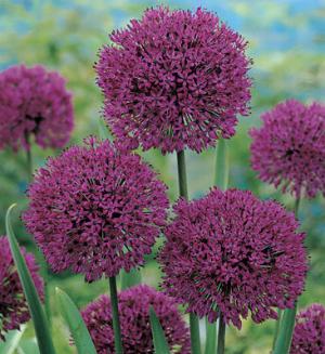 Аллиум Пепл Сенсейшн (Allium Purple Sensation), 5 шт (разбор 12/14) - картинка 2